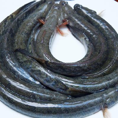 Các Món Ăn Tươi Sống 3